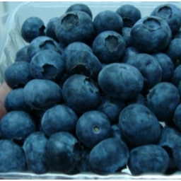 Berries Quality – решение по сокращению потерь при экспорте ягод голубики
