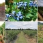 Руководство по агрономическому управлению органическими ягодными плантациями