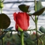 Полное руководство по выращиванию роз