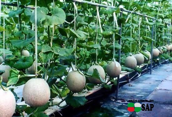 Бахчевые в теплице