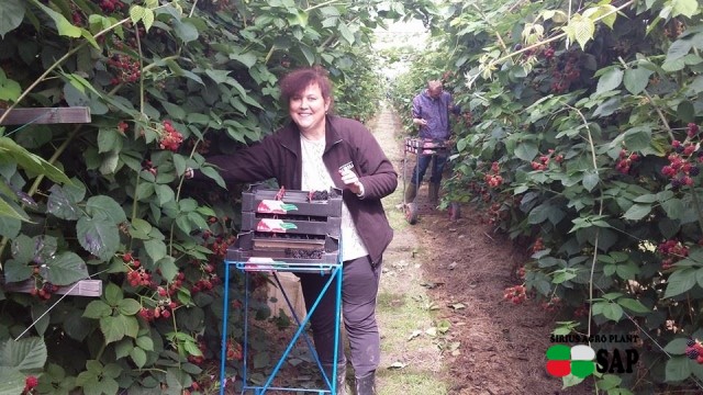 Ежевика ( Blackberry). Ежевика ( Blackberry).