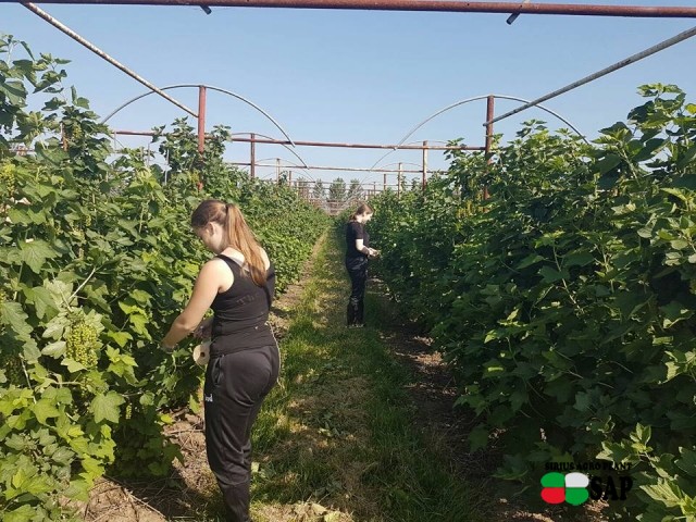 Смородина (поричка). Смородина (поричка).