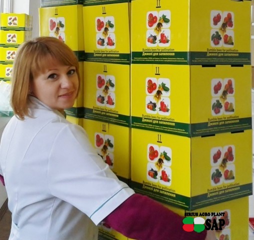 Шмели для опыления