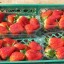 Выращивание земляники в пенопластовых ящиках