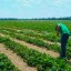 Минеральное питание : агроприемы раскрытия генетического потенциала