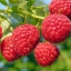 Ягодные  аграрии Украины посадили в 2016 году рекордное количество ягод