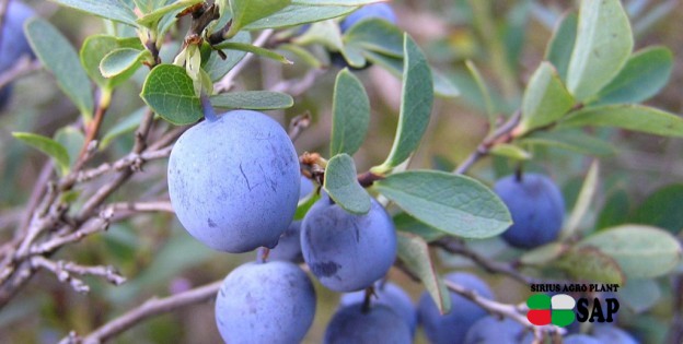 В Украине начался сезон продажи голубики