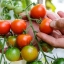 Полное руководство по производству томатов в теплице ( Часть первая)