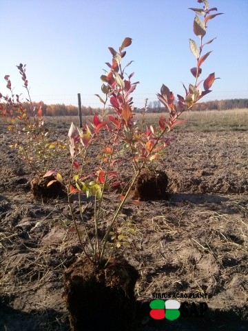 Саджанці лохини