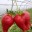 Corneliu0791